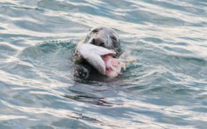 Dalkey Seal Palmerstown Denis Brazil
