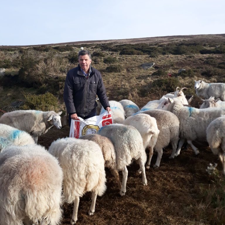 Cllr-Brian-Lawlor-Sheep-Bohernabreena