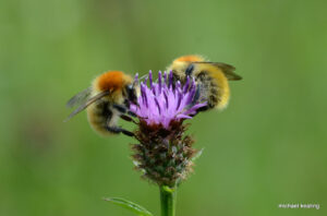 Bees-Bombus-muscorum-Michael-Keating-Gardening-Biodiversity
