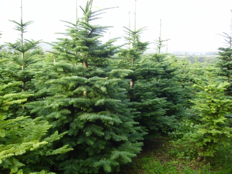 Real Christmas Irish Trees