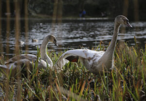 Busy Park Karen Morgan