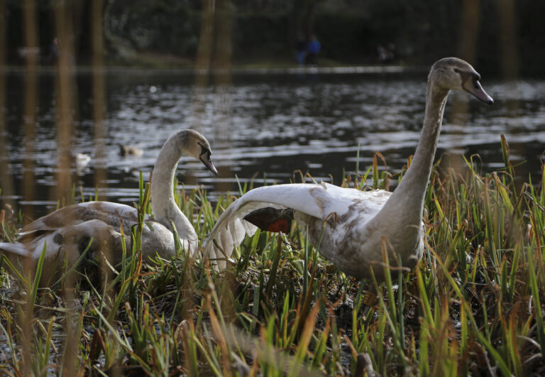 Busy Park Karen Morgan