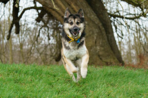 Dogs Trust Rudolph