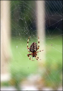 Palmerstown Mary Mangru Spider