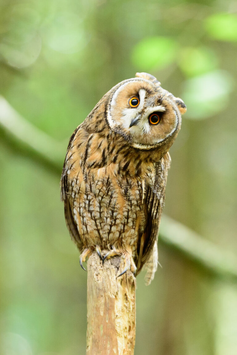 Palmerstown Camera Club Owl
