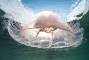 Sunlit Moon Jellyfish Nigel Motyer