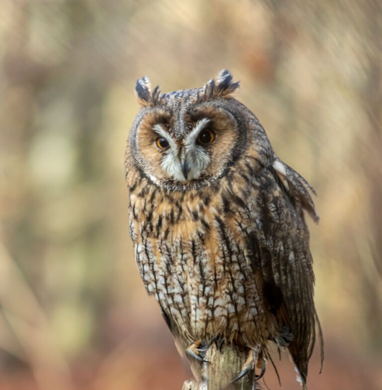 Lorna Carney Owl