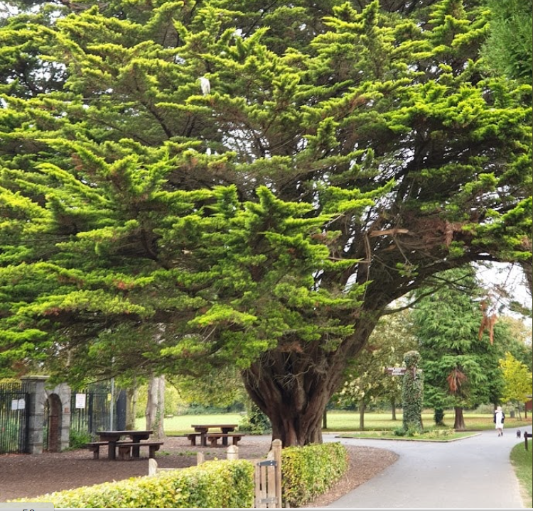 Corkagh Park Monterey Cypress