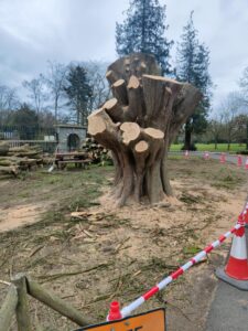 Corkagh Park felled tree